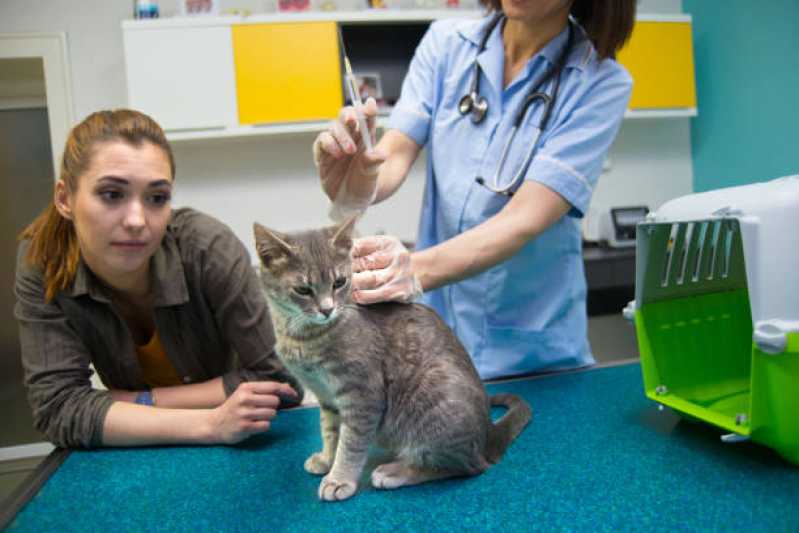 Aplicação de Medicamentos Veterinários