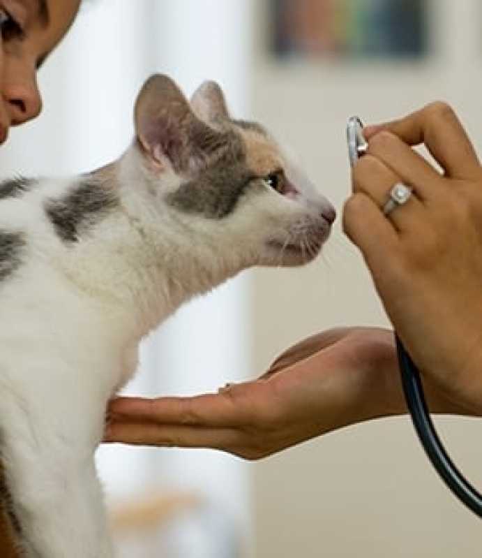 Consultas com Veterinários